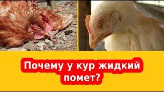 Понос у кур, диарея, чем куры могут отравиться - симптомы и лечение