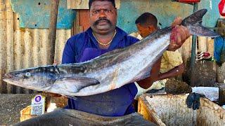 KASIMEDU  SPEED SELVAM | BIG BROWN COBIA FISH CUTTING VIDEO | IN KASIMEDU | FF CUTTING 