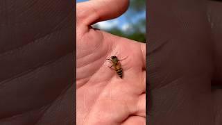 What To Do If You Get Stung By a Bee