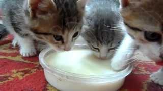 Котята пьют молоко - Kittens drink milk