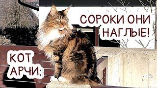 Кот Арчи и наглая сорока