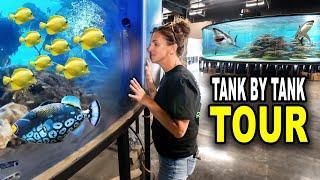 Tank By Tank Tour Of My $5,000,000 Aquarium!