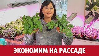 Как экономить на рассаде?  Черенкование петунии