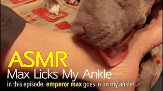 Max Licks | My Ankles | ASMR DOG LICKING | No Talking