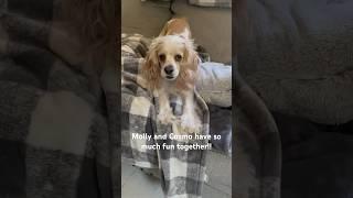 Our Cocker spaniel goes CRAZY! #cockerspanielworld #cockerspaniel #dogshorts #doglife #puppylife