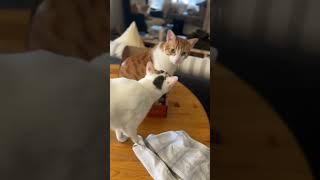 Dave vs. Gandalf #indooroutdoorkat #funnyanimals #catshorts #cats