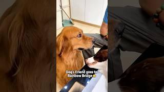 Poor dog burst into tears #dog #dogs #doglove #love #fyp #foryou