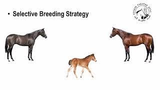 Genetic Tests For Predicting Equine Athletic Performance