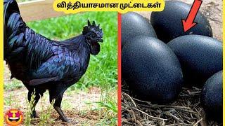 வித்தியாசமான முட்டைகள் #2 | Most Unique Eggs In The World | Story Bytes Tamil