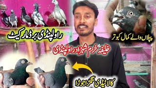 Rawalpindi Kabootar Market || 0320-5095-644 || خلیفہ خرم شہزاد راولپنڈی تگڑے اور رگڑے والے کبوتر