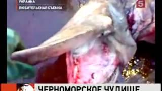 Неизвестное морское чудовище поймали в Черном море