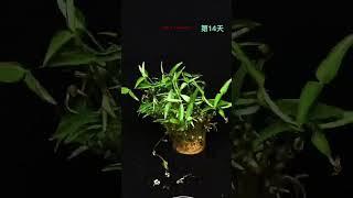 Growing Green Bean Time Lapse.#timelapse #shorts @Boxlapse @AmazingTubeTimeLapse