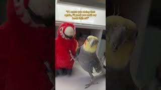 Molting has Yums acting Differently #cockatiel #parrot #bird