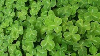 The Blarney Lads - The Holy Ground