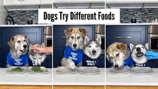 Dogs Try Different Foods