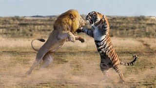 Lion VS Tiger Meet in The Wild! - Blondi Foks