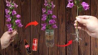 Paper flowers grow roots like crazy thanks to coca cola solution