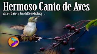 Los cantos de aves más hermosos... Alivia el Estrés y la Ansiedad Sueño Profundo...