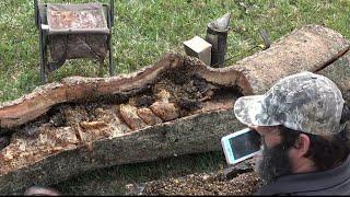 Bee Man Vs Bee Tree