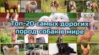 Самые ДОРОГИЕ породы собак в мире | ТОП - 20 самых дорогих собак
