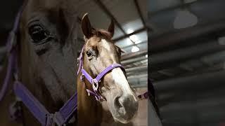 Explain to me why she’s so photogenic! #photogenic #horse #viral