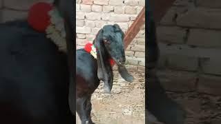 Goats || Bakrion ke enjoyment #goat #animals #bakramandi
