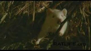 Ratlife 11 - from ratlife.org