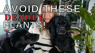 Dangerous Houseplants for Pets! | Toxic Plants for Cats & Dogs! pet safety