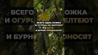 Всего 1 ложка и огурцы не желтеют и бурно плодоносят #дача #урожай #огород #огурцы