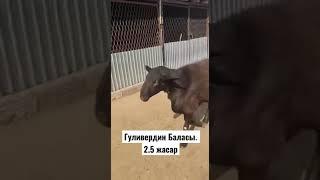 Тамашалап койыныздар. Гуливердин Баласы. 2.5 жасар