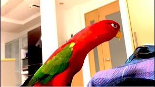 Red birblong neck