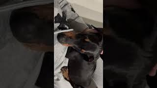 Dog Playfully Nibbles on Woman as It Goes to Sleep