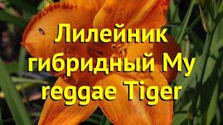 Лилейник гибридный Май реггер тайгер. Краткий обзор, описание hemerocallis hybrida My reggae Tiger