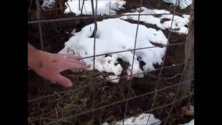 Idaho Hillbilly Homestead #211 WOOHOO snow is melting on The Homestead