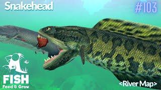 Feed And Grow Fish : Sneakhead (River Map)