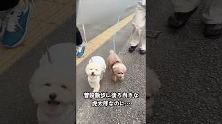 ジィジに会えて張り切るコタさん  #犬 #トイプードル #かわいい #トイプードルの虎太郎三桜 #癒し #といぷーどる #こたみお