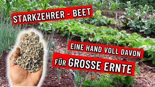 Tomaten anbauen -  STARKZEHRER LIEBEN diese Beete