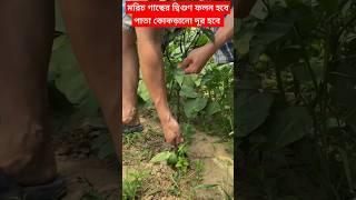 মরিচ গাছের দ্বিগুণ ফলন হবে পাতা কোকড়ানো দূর হবে#trending #shortvideos #viralvideo