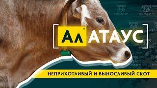 Алатауская порода — мясная и молочная продуктивность, история, содержание, откорм и цены на КРС