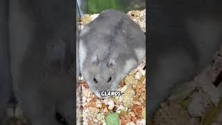 Like a pool of melted ice cream#animals #funnyanimal #funny #hamsters