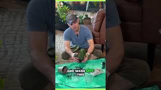 Why You Should Do THIS After Purchasing Home Depot Plants