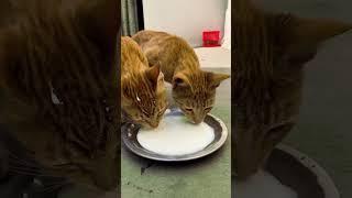 Cat Drinking Milk #shorts #cats #viralshorts