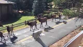 Elk Rut in Estes Park, Colorado