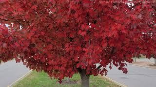 through the eyes of Love | the best Fall Foliage Virginia Beach Virginia