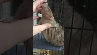 Сытный крыс - добрый крыс  #крыса #животные #animals #rat #маргарита #маргарин #pets #mouse