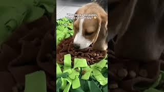 Snuffle Mat Enrichment 