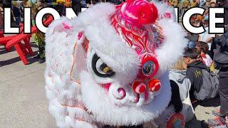 Lion Dance Festival 2024 in San Francisco Chinatown | Golden Turtle Lion Dance Association