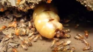 Termite-Queen.mp4