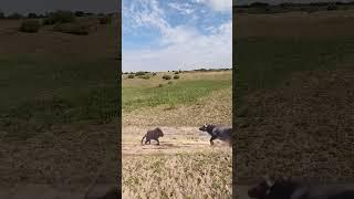 Bison protects its cub and intercepts a lion. This action is amazing! Animals compete in combat