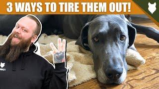 3 Tips To Tire Out Your GREAT DANE Puppy